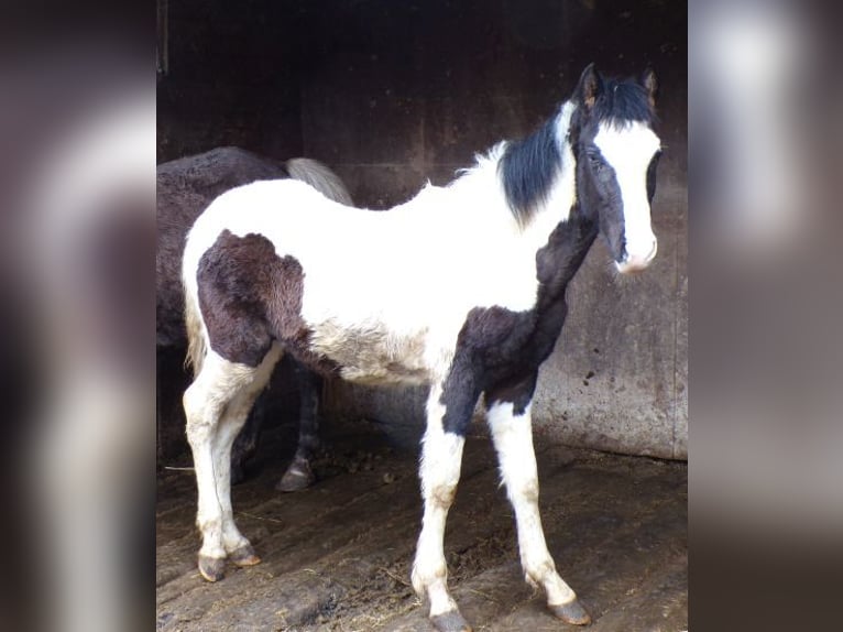 Rocky Mountain Horse Mix Stallion 1 year 14,2 hh Pinto in Arnbruck