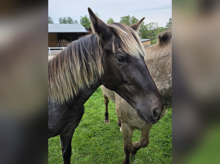 Rocky Mountain Horse Stallion 1 year 15 hh Roan-Bay in Petersberg