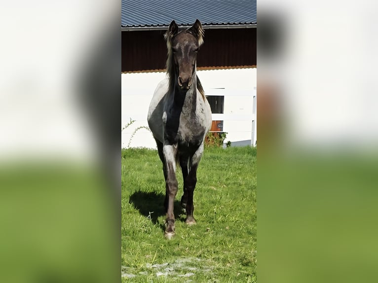 Rocky Mountain Horse Stallion 1 year 15 hh Roan-Bay in Petersberg