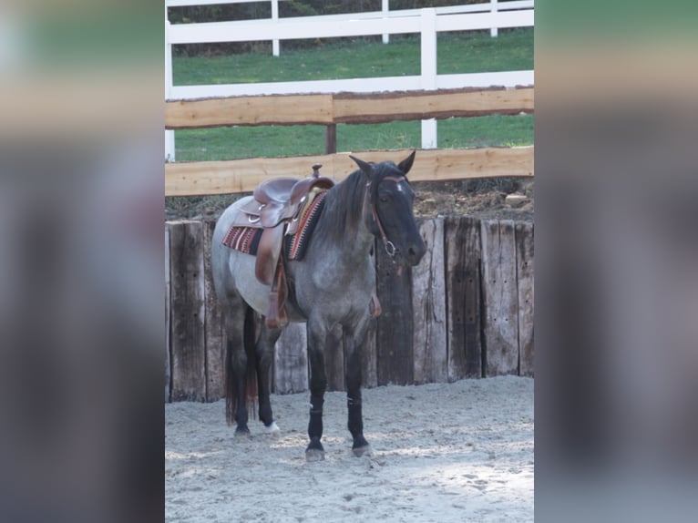 Rocky Mountain Horse Stallion 1 year 15 hh Roan-Bay in Petersberg