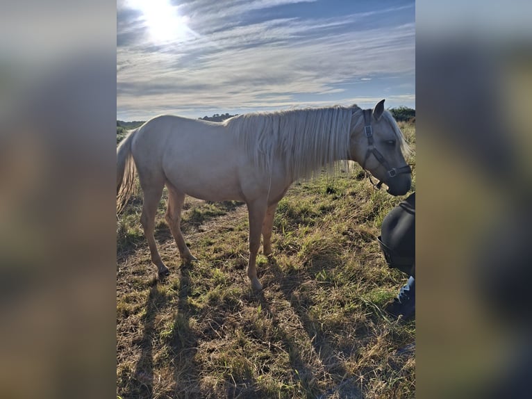 Rocky Mountain Horse Stallion 2 years 15,2 hh Palomino in Alkmaar