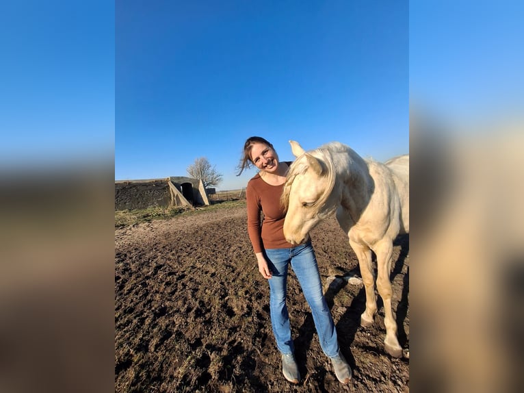 Rocky Mountain Horse Stallion 2 years 15,2 hh Palomino in Alkmaar