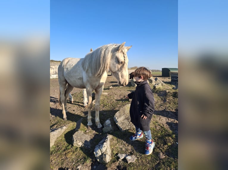 Rocky Mountain Horse Stallion 2 years 15,2 hh Palomino in Alkmaar