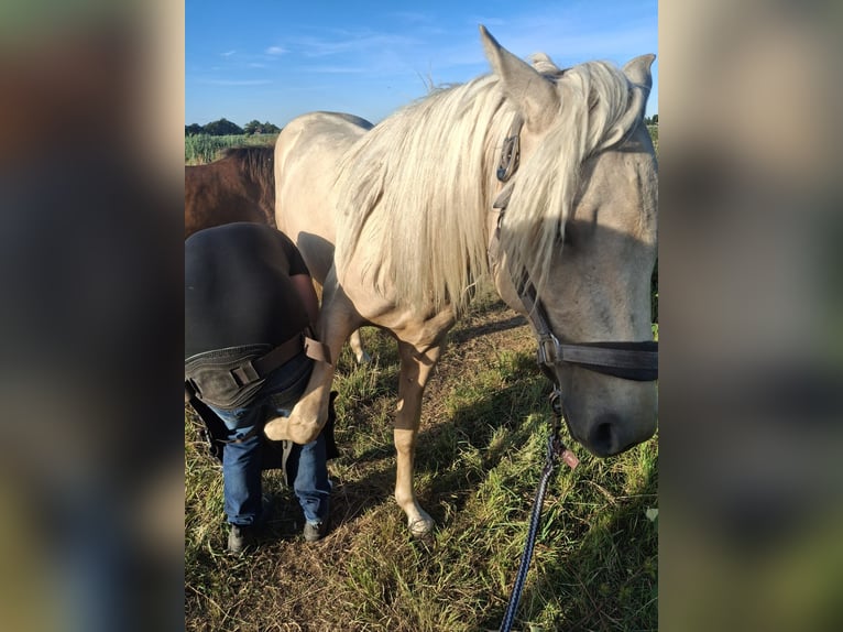 Rocky Mountain Horse Stallion 2 years 15,2 hh Palomino in Alkmaar