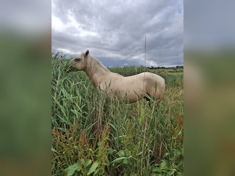 Rocky Mountain Horse Stallion 2 years 15,2 hh Palomino in Alkmaar