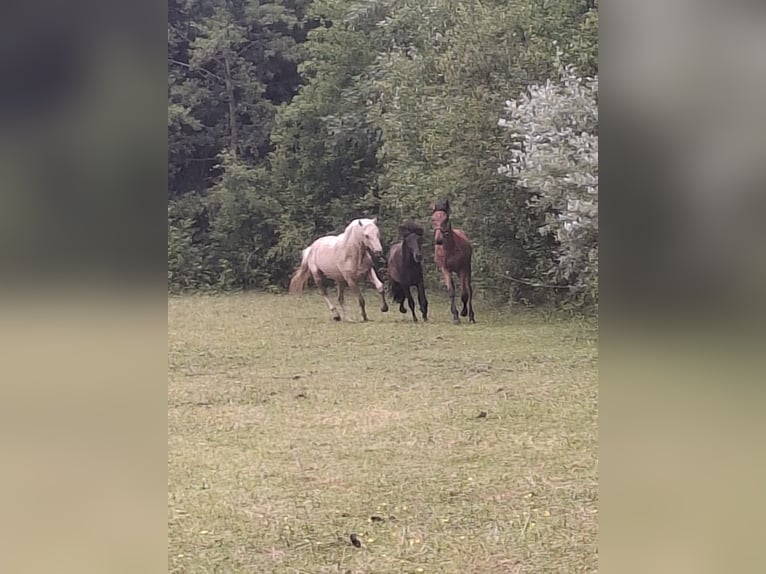Rocky Mountain Horse Stallion 2 years 15,2 hh Palomino in Alkmaar