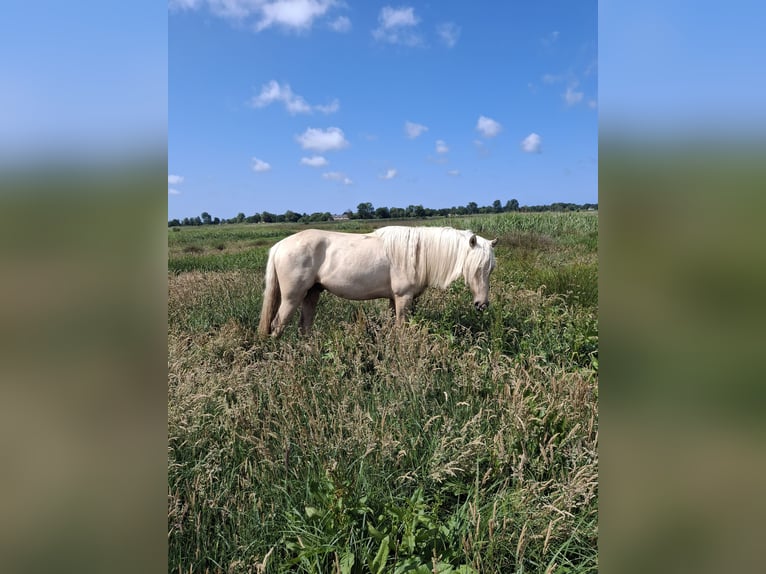 Rocky Mountain Horse Stallion 2 years 15,2 hh Palomino in Alkmaar