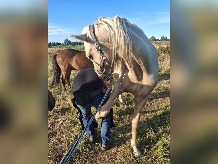 Rocky Mountain Horse Stallion 2 years 15,2 hh Palomino in Alkmaar