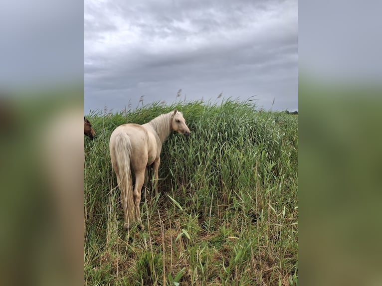 Rocky Mountain Horse Stallion 2 years 15,2 hh Palomino in Alkmaar
