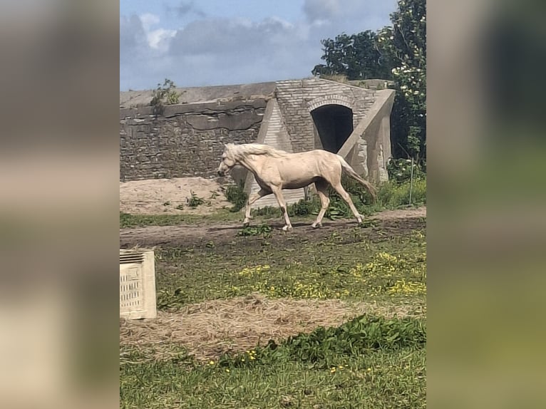 Rocky Mountain Horse Stallion 2 years 15,2 hh Palomino in Alkmaar