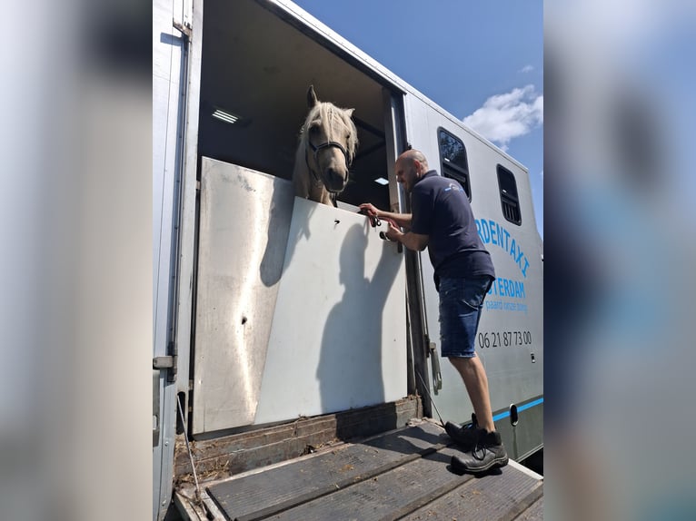 Rocky Mountain Horse Stallion 2 years 15,2 hh Palomino in Alkmaar