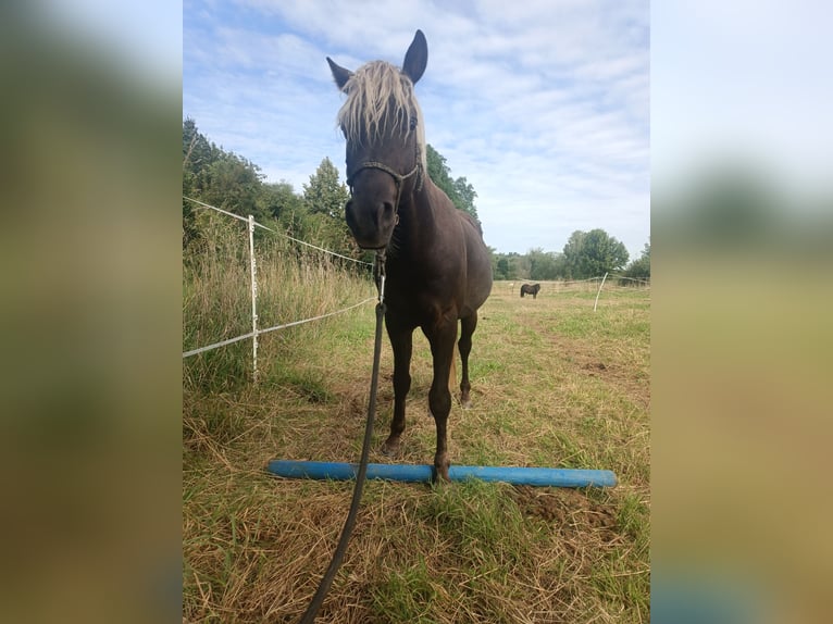 Rocky Mountain Horse Stallion 3 years 13,2 hh in Erlabrunn