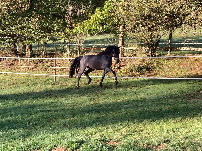 Rocky Mountain Horse Stallion 3 years 15,1 hh Roan-Bay in Perpignan