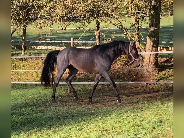 Rocky Mountain Horse Stallion 3 years 15,1 hh Roan-Bay in Perpignan