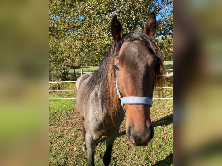 Rocky Mountain Horse Stallion 3 years 15,1 hh Roan-Bay in Perpignan