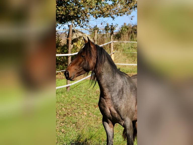 Rocky Mountain Horse Stallion 3 years 15,1 hh Roan-Bay in Perpignan