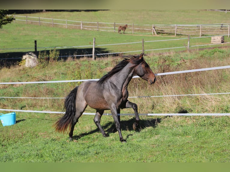 Rocky Mountain Horse Stallion 3 years 15,1 hh Roan-Bay in Perpignan