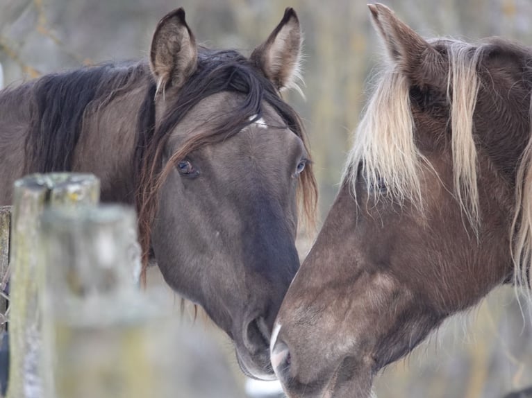 Rocky Mountain Horse Stallion 4 years 15,2 hh Grullo in Bad Hersfeld