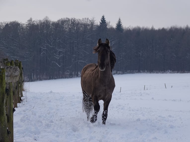 Rocky Mountain Horse Stallion 4 years 15,2 hh Grullo in Bad Hersfeld