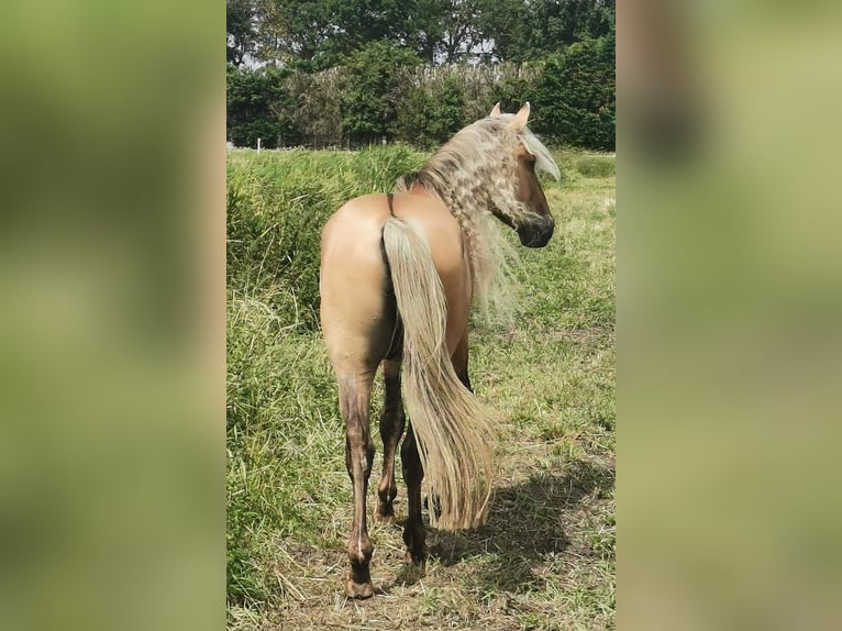 Rocky Mountain Horse Stallion 6 years 15,1 hh in Alkmaar