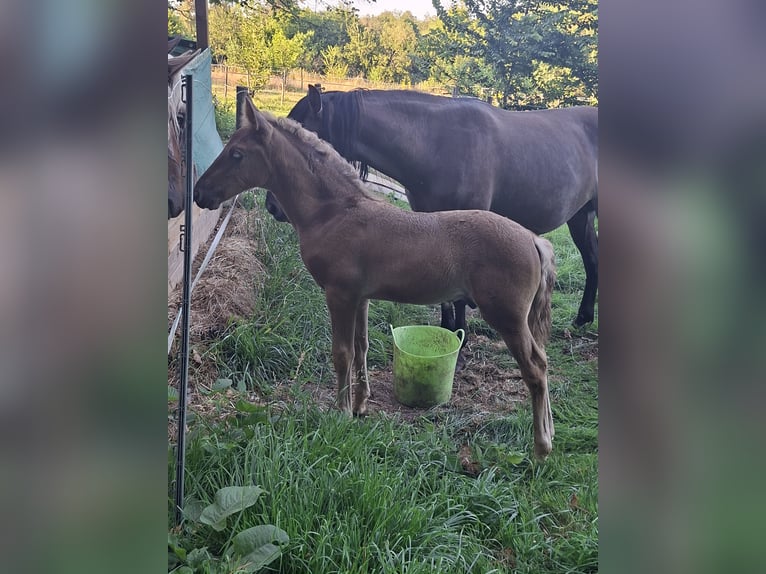 Rocky Mountain Horse Stallion Foal (06/2026) 14.2 hh Black in Genappe