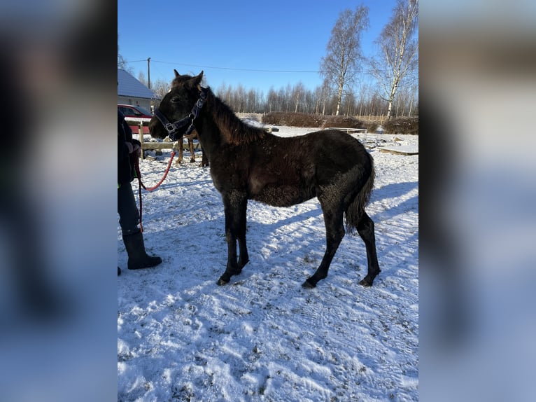 Rocky Mountain Horse Stallone 1 Anno 150 cm Morello in BOR&#xC5;S