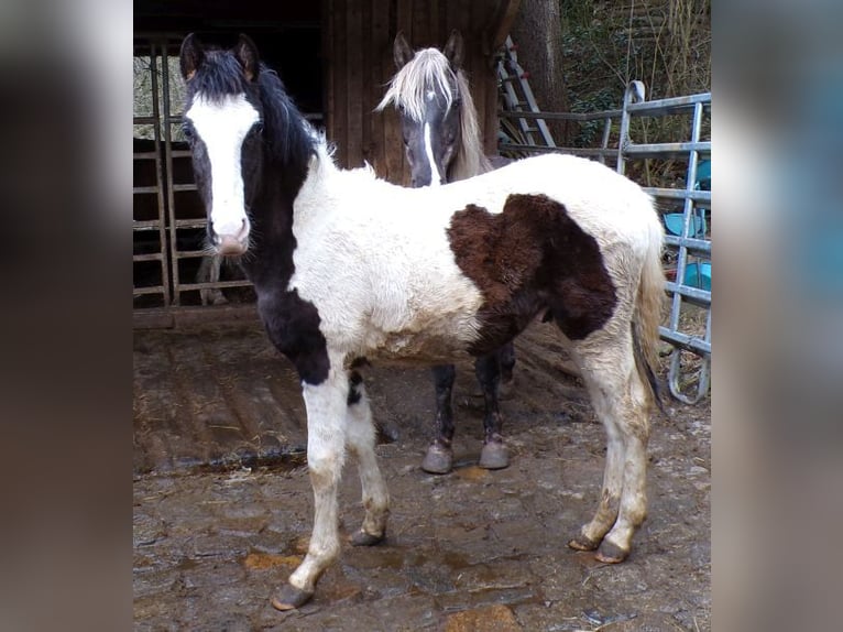 Rocky Mountain Horse Mix Stallone 2 Anni 148 cm Pezzato in Arnbruck