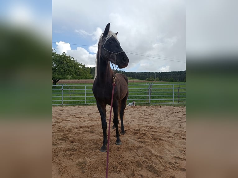 Rocky Mountain Horse Stallone 3 Anni 140 cm in Erlabrunn