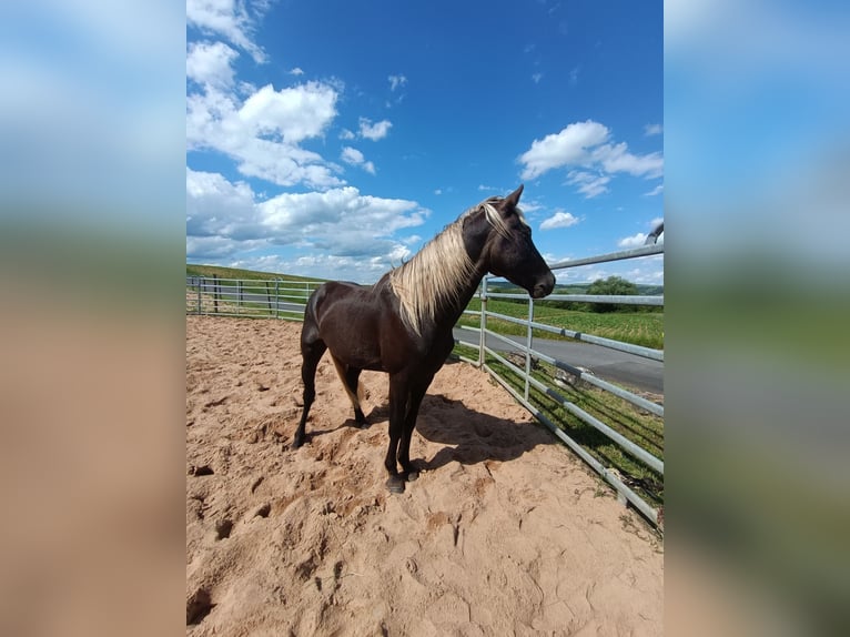 Rocky Mountain Horse Stallone 3 Anni 140 cm in Erlabrunn