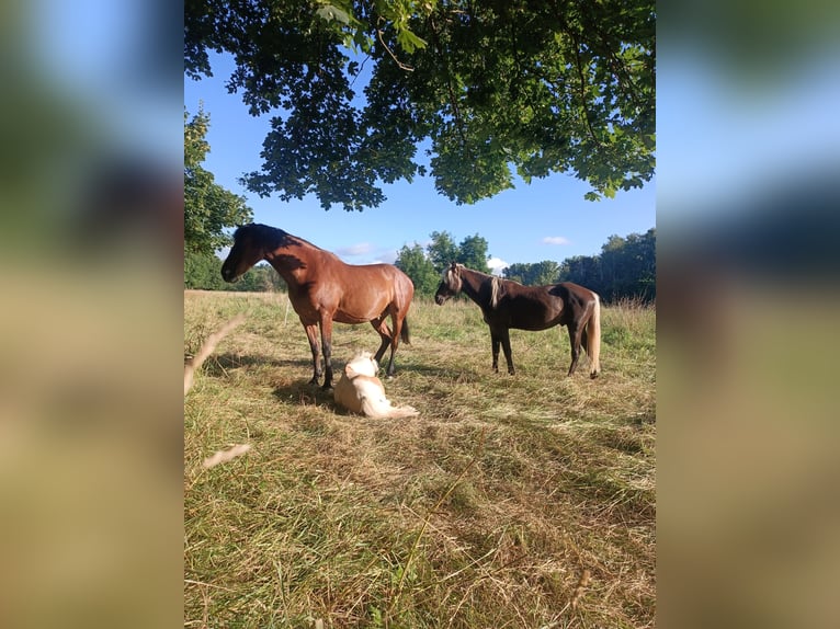 Rocky Mountain Horse Stallone 3 Anni 140 cm in Erlabrunn