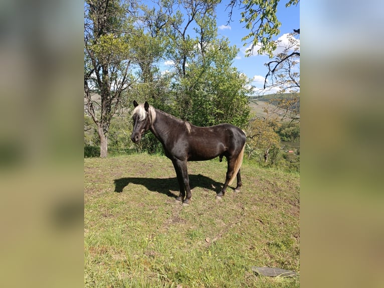 Rocky Mountain Horse Stallone 3 Anni 140 cm in Erlabrunn