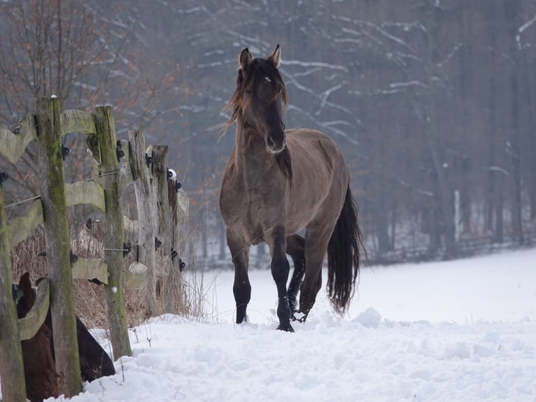 Rocky Mountain Horse Stallone 4 Anni 160 cm Grullo in Bad Hersfeld