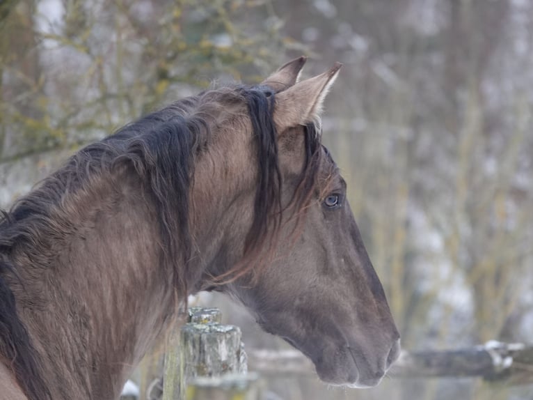 Rocky Mountain Horse Stallone 4 Anni 160 cm Grullo in Bad Hersfeld