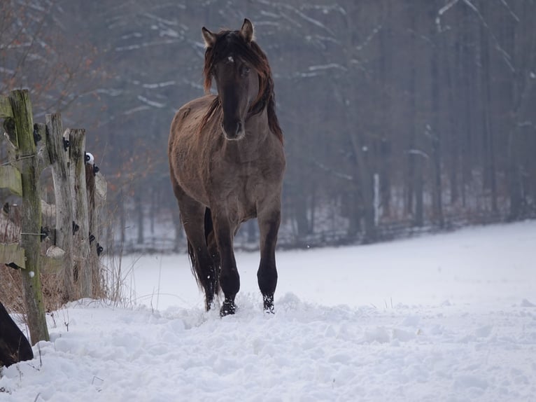 Rocky Mountain Horse Stallone 4 Anni 160 cm Grullo in Bad Hersfeld