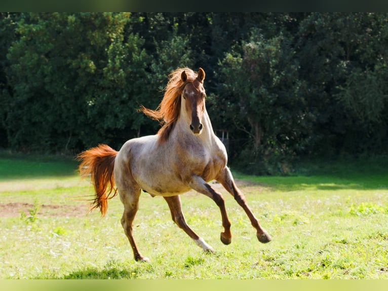 Rocky Mountain Horse Stallone 9 Anni 150 cm Sauro in Offenheim