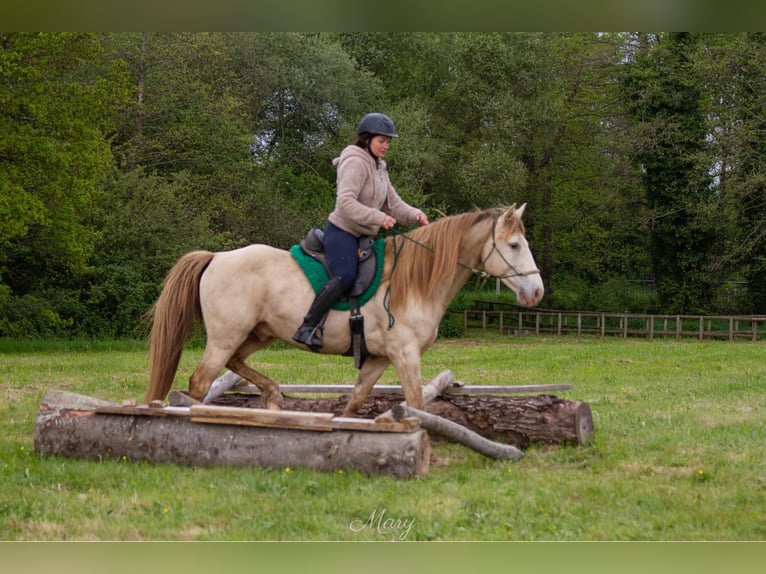 Rocky Mountain Horse Stallone Champagne in GOVEN