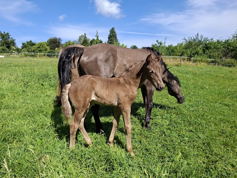 Rocky Mountain Horse Stallone Puledri (06/2026) 149 cm Morello in Genappe