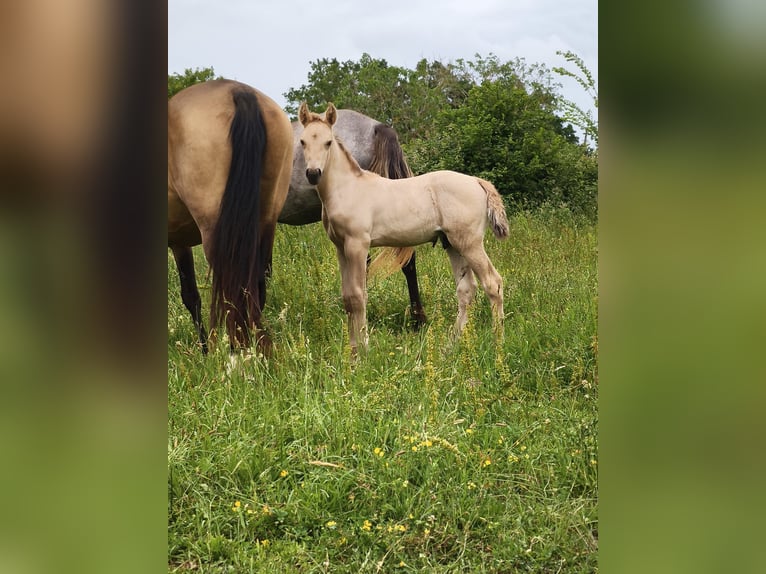Rocky Mountain Horse Stallone Puledri (05/2026) Pelle di daino in Briantes