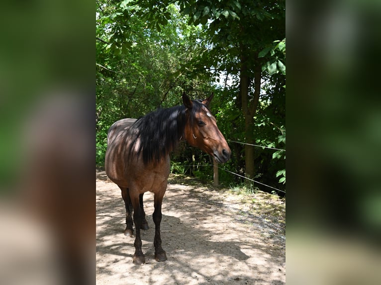 Rocky Mountain Horse Stute 11 Jahre 145 cm Roan-Bay in Dintesheim