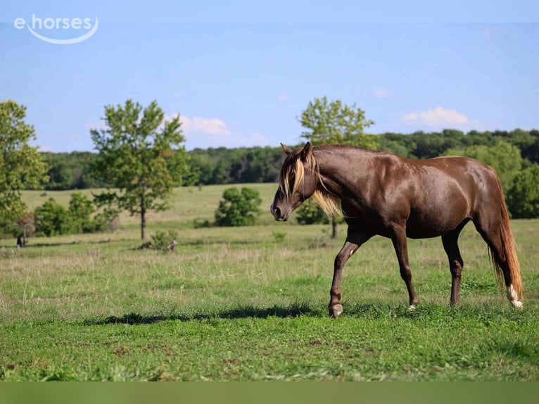 Rocky Mountain Horse Stute 11 Jahre 147 cm Rappe in GOVEN