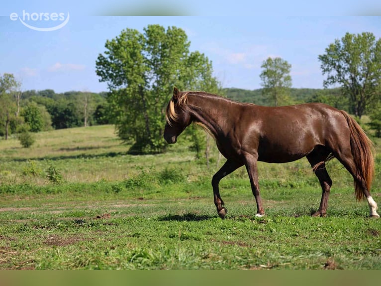 Rocky Mountain Horse Stute 11 Jahre 147 cm Rappe in GOVEN