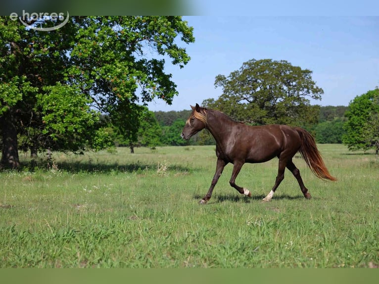 Rocky Mountain Horse Stute 11 Jahre 147 cm Rappe in GOVEN