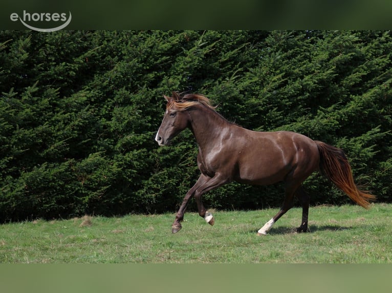 Rocky Mountain Horse Stute 11 Jahre 147 cm Rappe in GOVEN