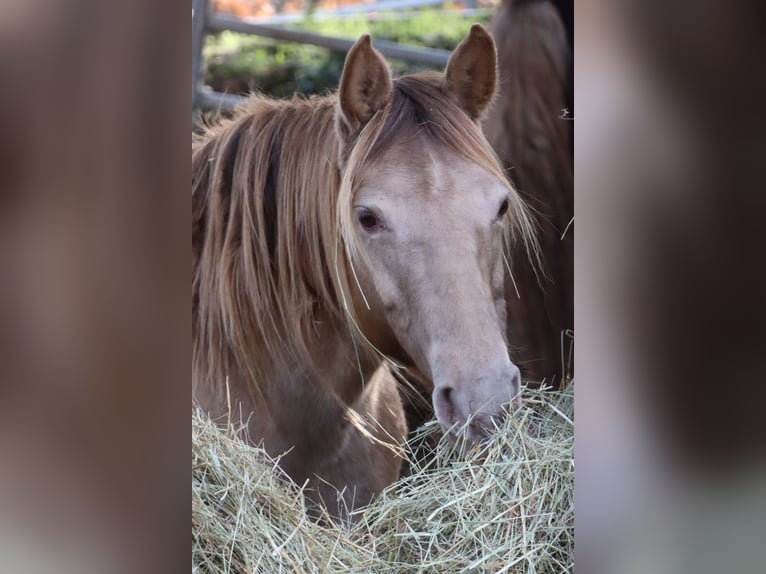 Rocky Mountain Horse Stute 11 Jahre 150 cm Champagne in Offenheim