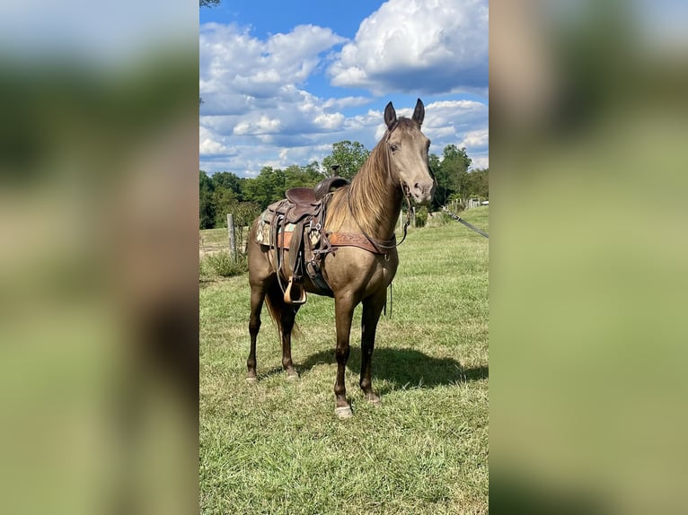 Rocky Mountain Horse Stute 11 Jahre 150 cm Champagne in Moscow