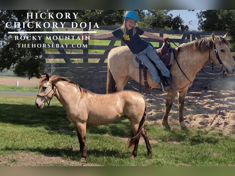 Rocky Mountain Horse Stute 12 Jahre 145 cm Buckskin in Saint Croix Falls, WI