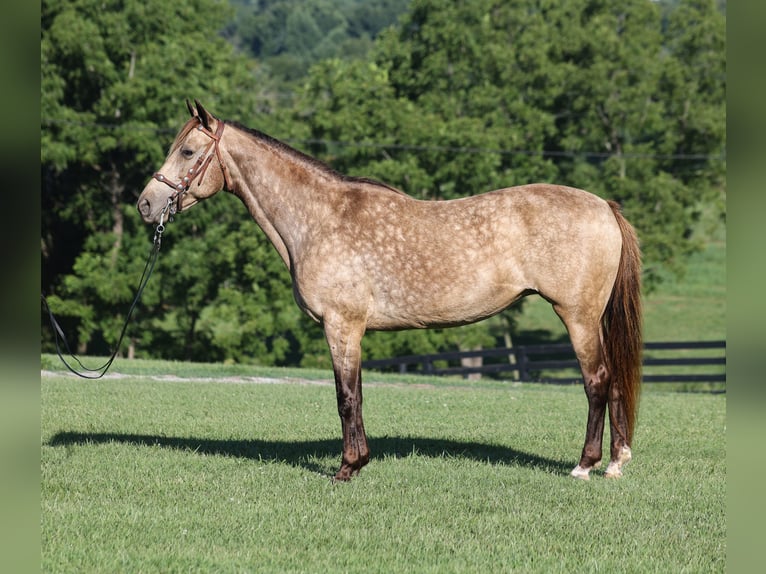 Rocky Mountain Horse Stute 12 Jahre Buckskin in Brodhead