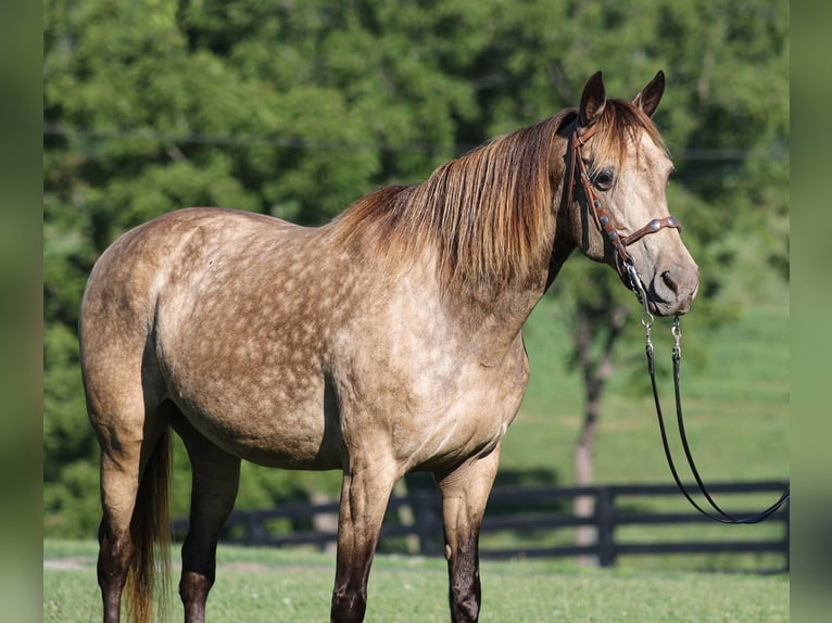 Rocky Mountain Horse Stute 12 Jahre Buckskin in Brodhead