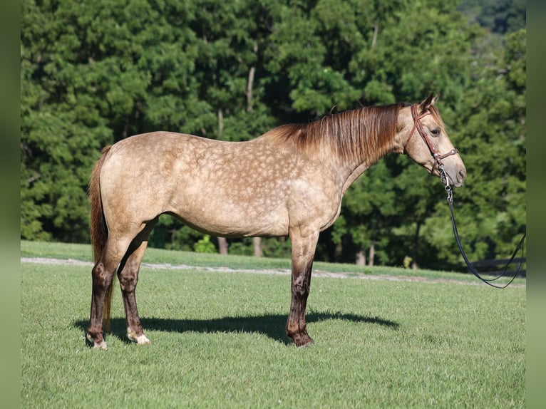 Rocky Mountain Horse Stute 12 Jahre Buckskin in Brodhead