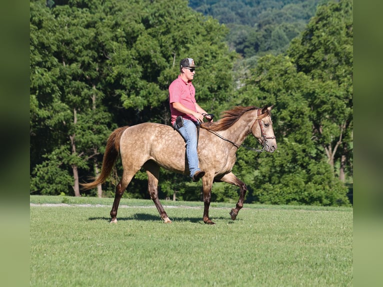 Rocky Mountain Horse Stute 12 Jahre Buckskin in Brodhead